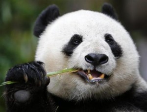 File photo of Giant Panda mother Bai Yun snacking on bamboo at the San Diego Zoo