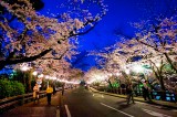 Off to Kumamoto to see Japan’s famed cherry blossoms