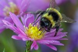 European bumblebees at risk of extinction