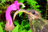 Birds of a feather: Hummingbird  family tree unveiled