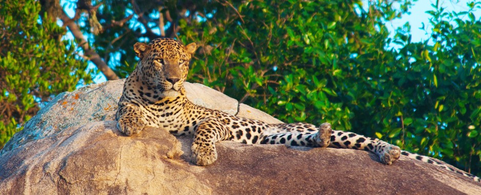 Leopards leap from the pages as do other wildlife