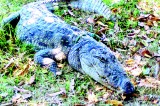 Crocodile rocks  households bordering canals, waterways which provide easy access