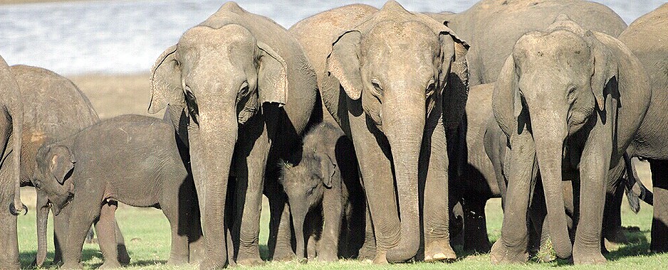 Creating a super-rich wildlife destination