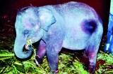 Cry halt to jumbo  captures, say  concerned activists