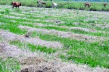 From paddy fields to grazing grounds