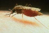 Could malaria be wiped out by GM mosquitoes?