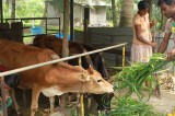 Fonterra Programme helps increase milk production amongst farmers in Hanwella