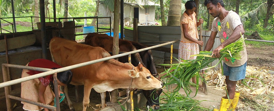 Fonterra Programme helps increase milk production amongst farmers in Hanwella