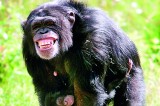 Chimpanzees go ape for Indian music