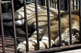 More zoos? When we can’t even manage one