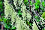 Local lichen quite different from that  in Europe, says researcher/expert