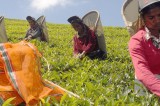 Storm brews over Lankan tea export markets