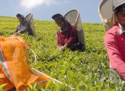 Storm brews over Lankan tea export markets