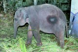 Mirigama’s baby jumbo happy at transit home