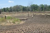 Despair reigns in drought-stricken areas