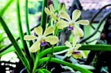 Vanda thwaitesii blooms from extinction