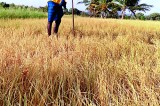 Drought destroys paddy fields