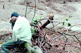 India landslide rescuers press on as toll hits 73