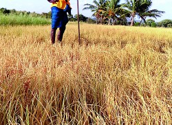 Drought destroys paddy fields