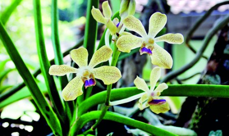 Vanda thwaitesii blooms from extinction