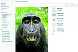 Monkey selfie sparks copyright row