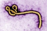 India goes on alert for Ebola