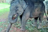 No apparent owners for baby jumbo rescued at Matale