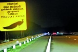 Peacocks’ tragic dance of death on expressway