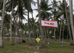 Coconut land for housing?