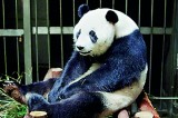 Giant panda fakes  pregnancy for treats