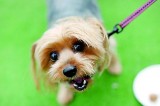 Singaporeans go barking mad over bid to silence dogs
