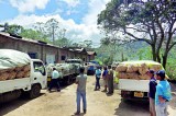 N’Eliya bumper potato harvest  to be distributed as drought relief