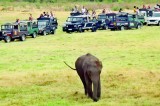 Gathering of Elephants or a gathering of Jeeps!