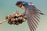 Meet Atu – the acrobatic Barn Swallow!