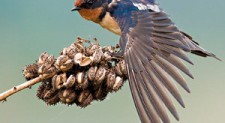 Meet Atu – the acrobatic Barn Swallow!