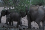 Rumble in African jungle, what about our elephants?