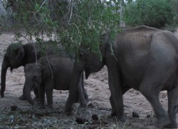 Rumble in African jungle, what about our elephants?