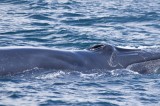 Eden: New whale in Lankan waters