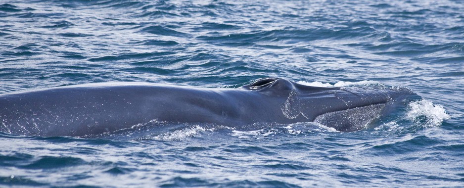 Eden: New whale in Lankan waters