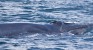 Eden: New whale in Lankan waters