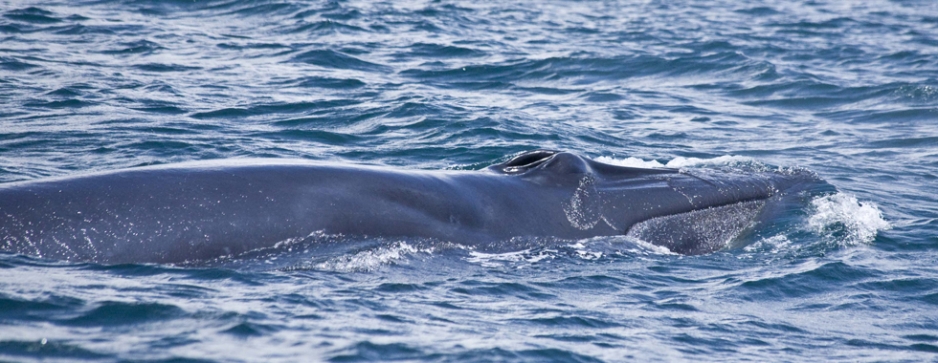 Eden: New whale in Lankan waters