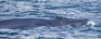 Eden: New whale in Lankan waters