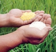 China launches media campaign to back  genetically modified crops