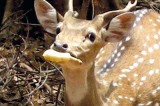 Banana-eating deer in drought stricken region