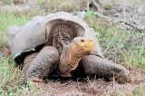 Giant tortoises rally from near extinction on Galapagos island