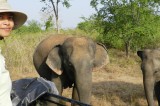 Coming back home for  the love of elephants
