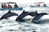 New safety rules as whale, dolphin watching  season begins in Kalpitiya