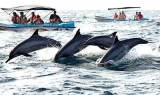 New safety rules as whale, dolphin watching  season begins in Kalpitiya