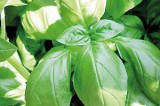 Green and healthy, grow your own Basil