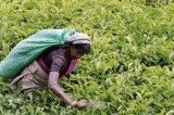 Under-performing plantation companies come under the Treasury microscope